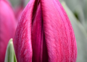 Tulipa Endurance (3)